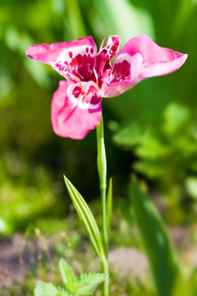 The strong appeal of the Tiger Iris flower - Dig It Right | Dig It Right