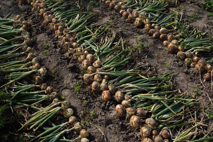 How And When To Pick Up Your Onions Dig It Right Dig It Right