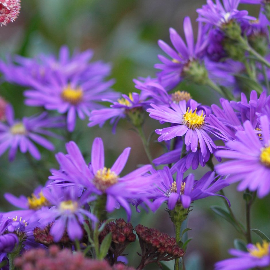 Planting These Asters For A Perfect Fall - Dig It Right 