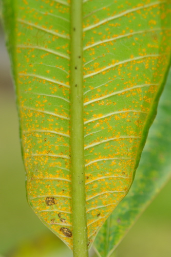 Helpful Guide And Treatment With Rust Disease On Plumerias Dig It