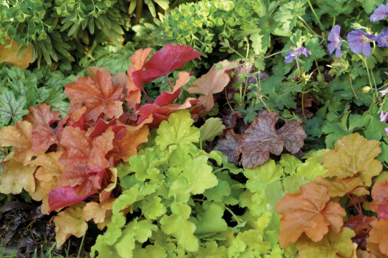 How To Plant Heuchera In Containers At Lupe Harrison Blog