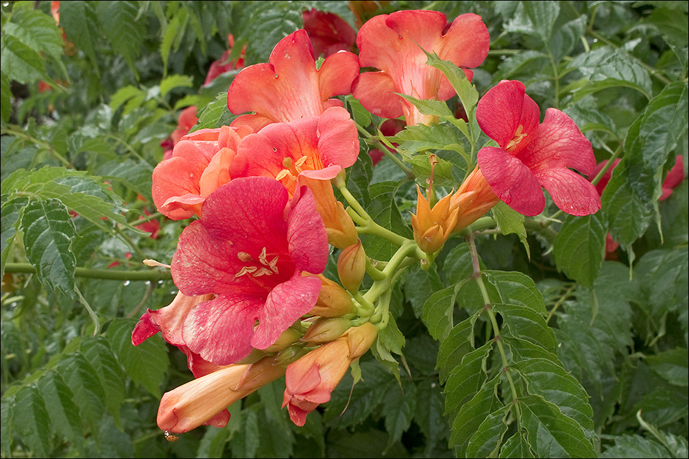 Time To Grow Some Chinese Trumpet Vines Around Your Backyard - Dig It ...